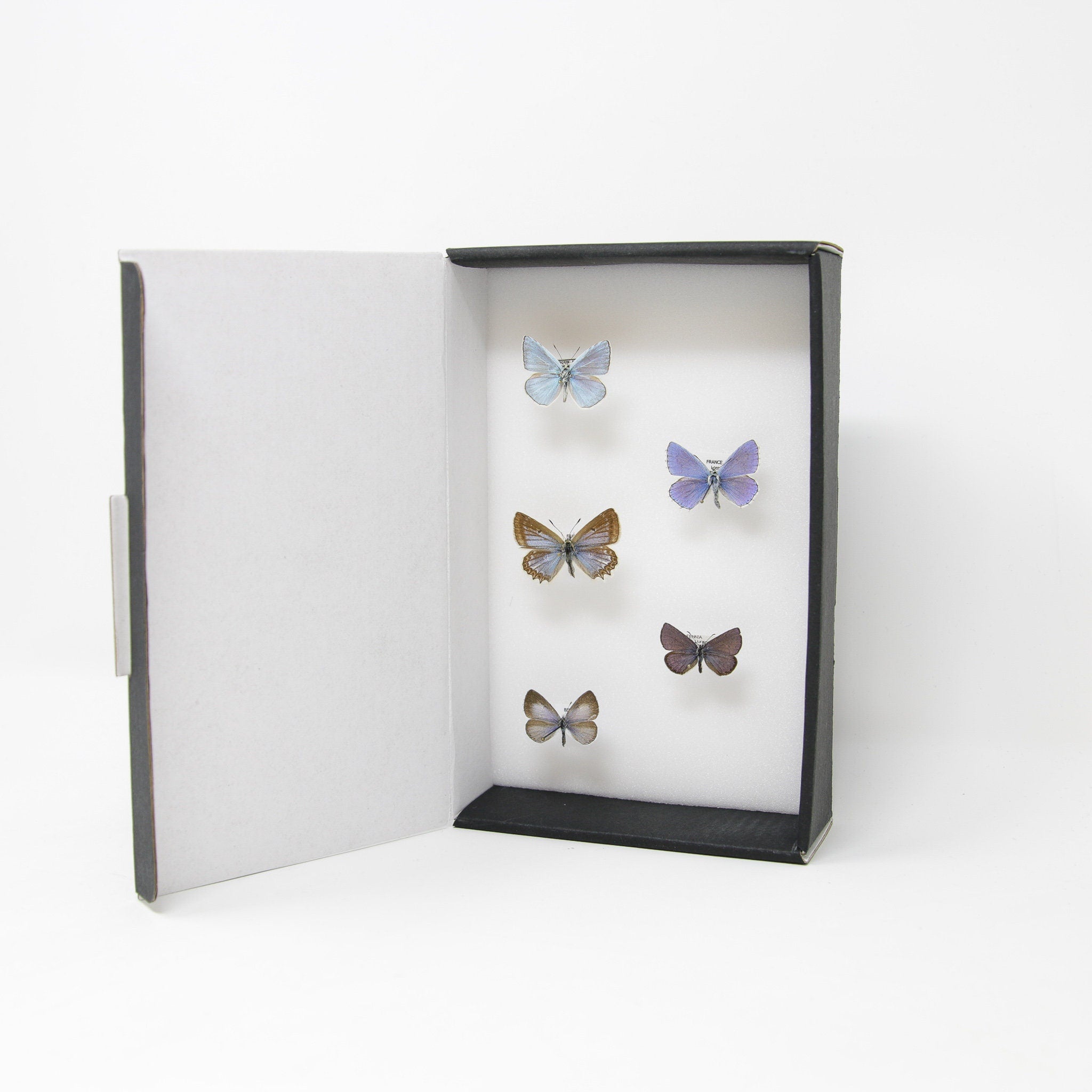 A Collection of Palearctic Blue Butterflies (Various species) with Sci 